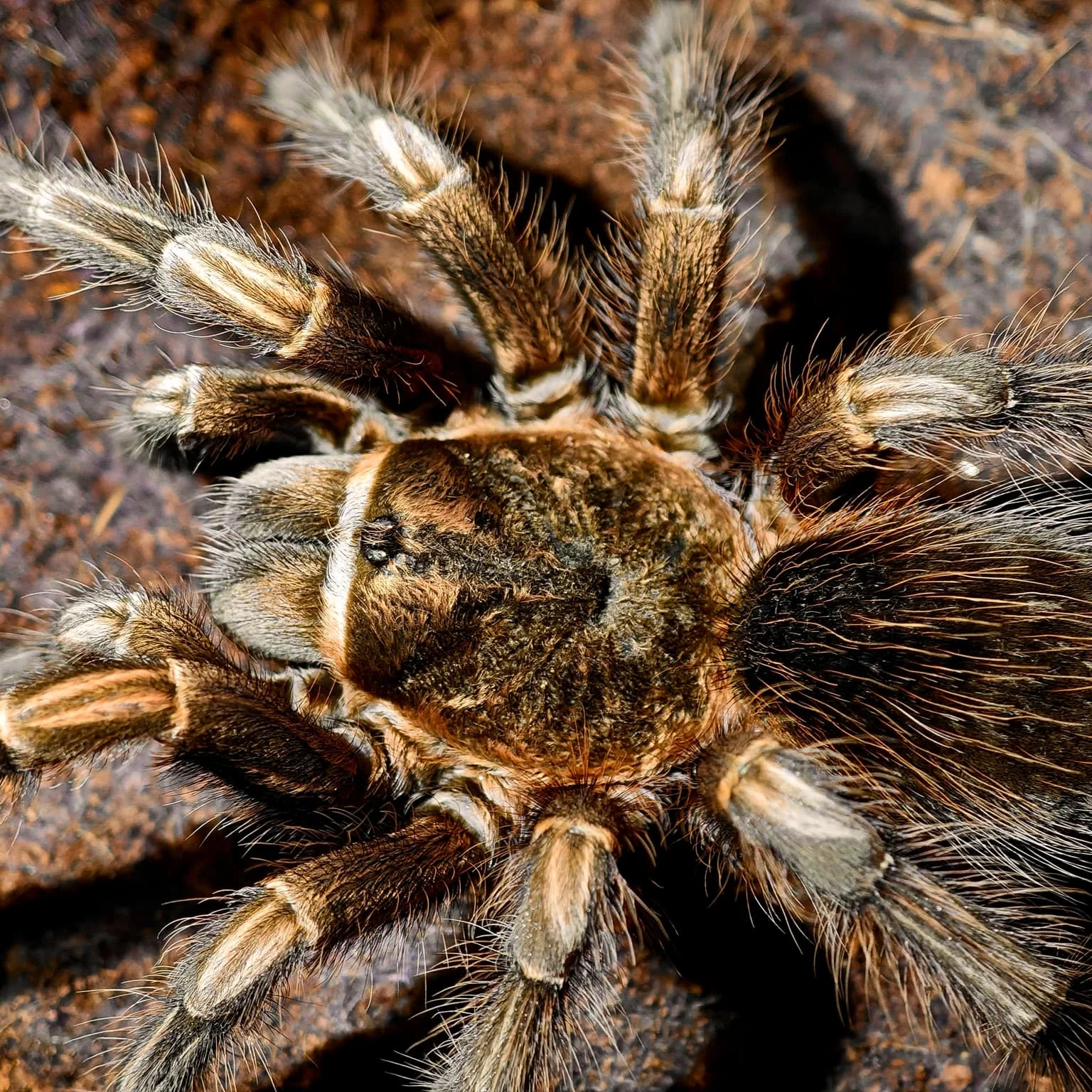 Theraphosinae sp 'Chimu'