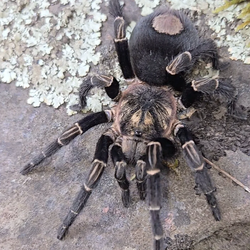 Hapalotremus sp 'Inca Gold'
