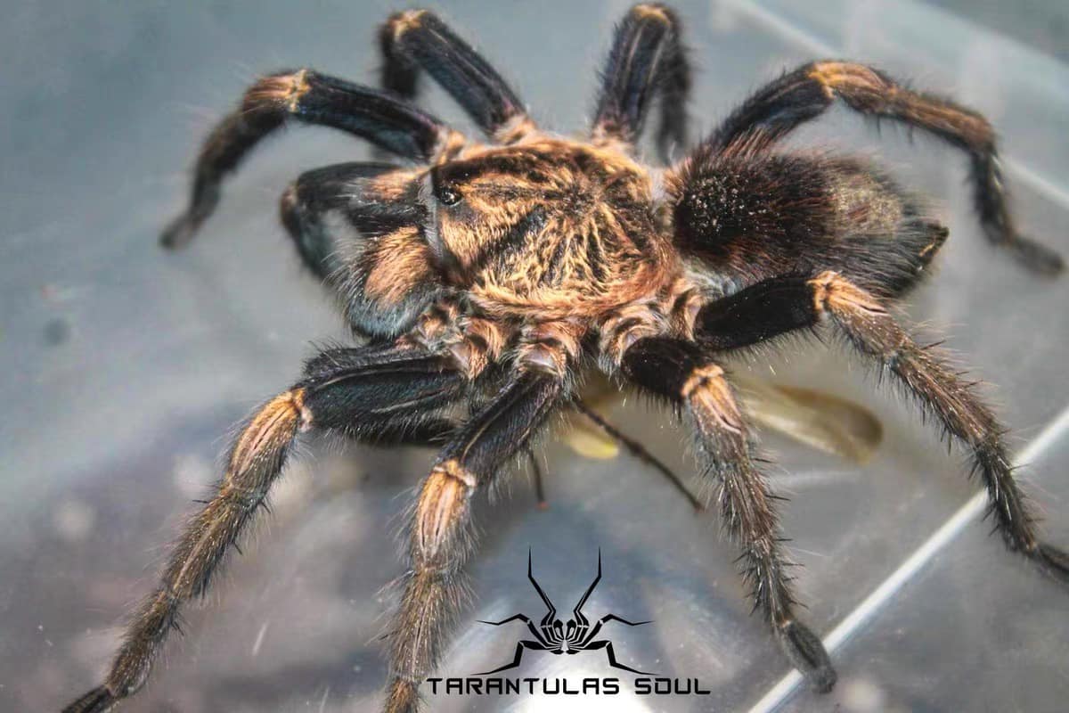 Theraphosinae sp 'Oscar' - Image 2