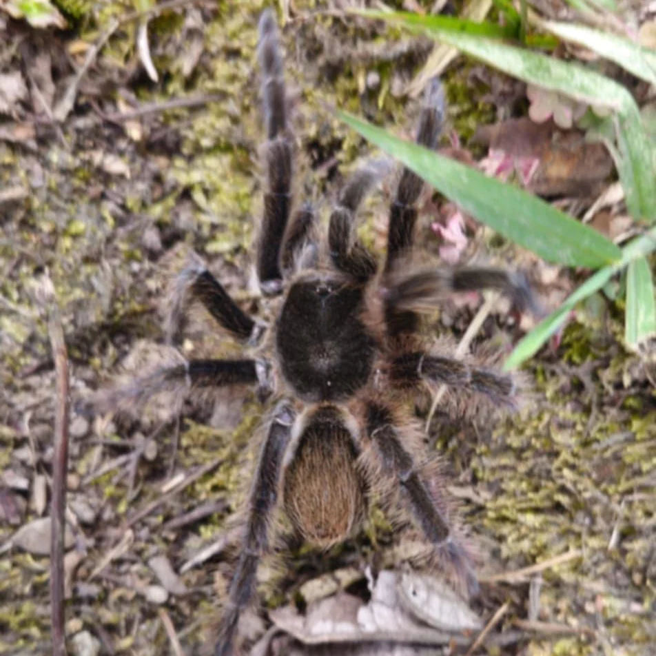 Theraphosinae sp 'Vulpes'