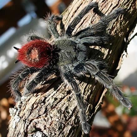 Thrixopelma ockerti (Peruvian Flame Rump)