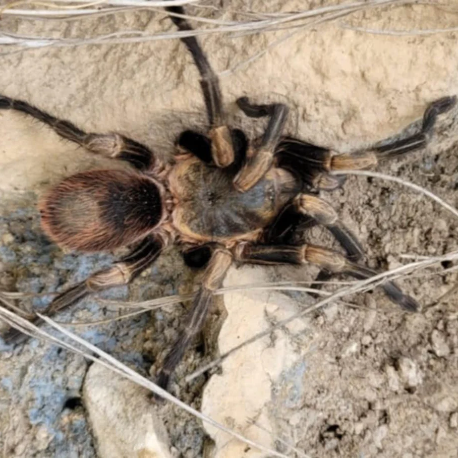 Thrixopelma sp 'Loque'