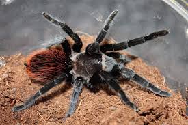 Tliltocatl vagans 'Campeche' (Campeche Red Rump) 5" FEMALE - Image 2