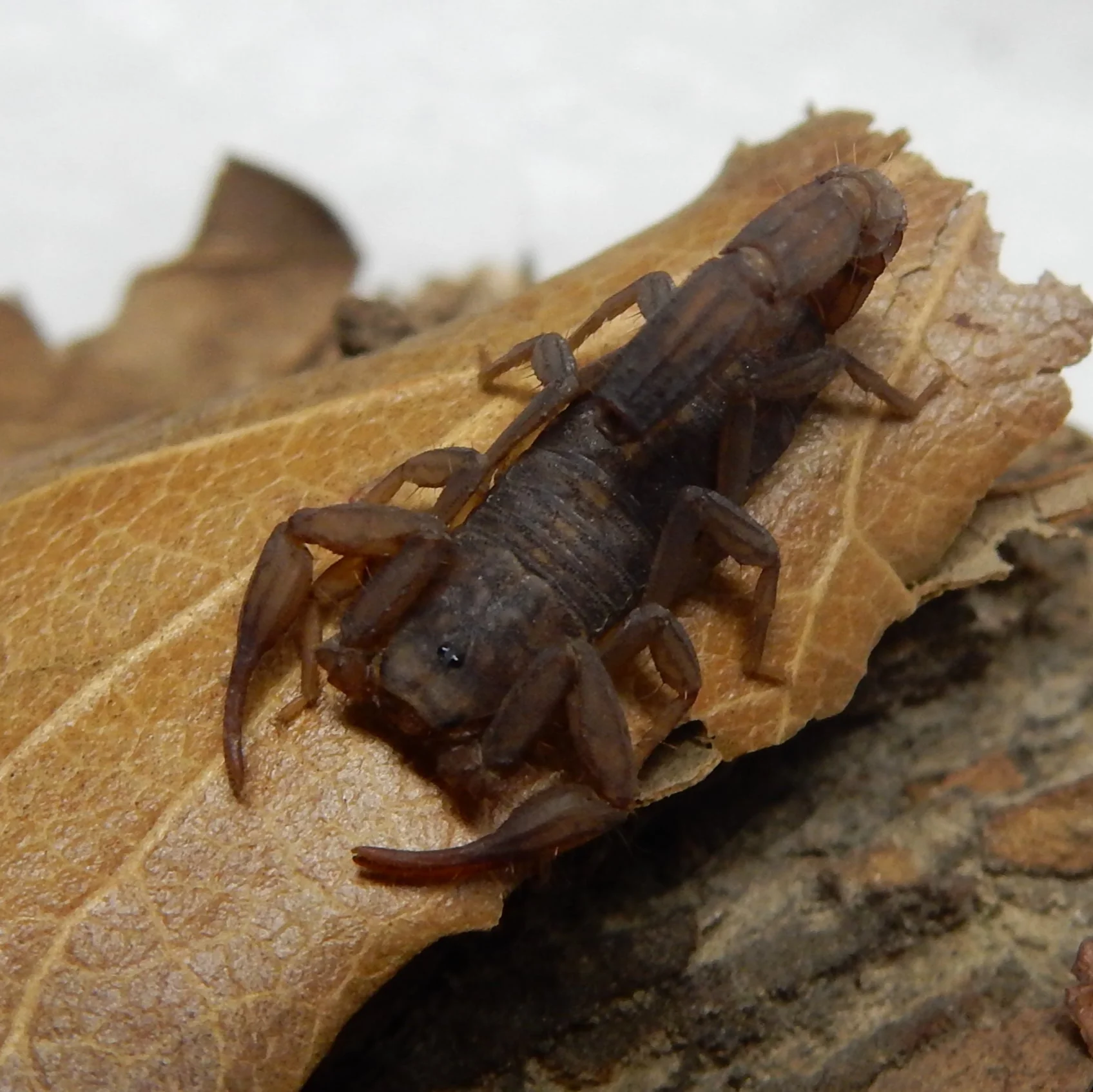 Vaejovis electrum (Living Amber Scorpion) 0.125" | 0.5"