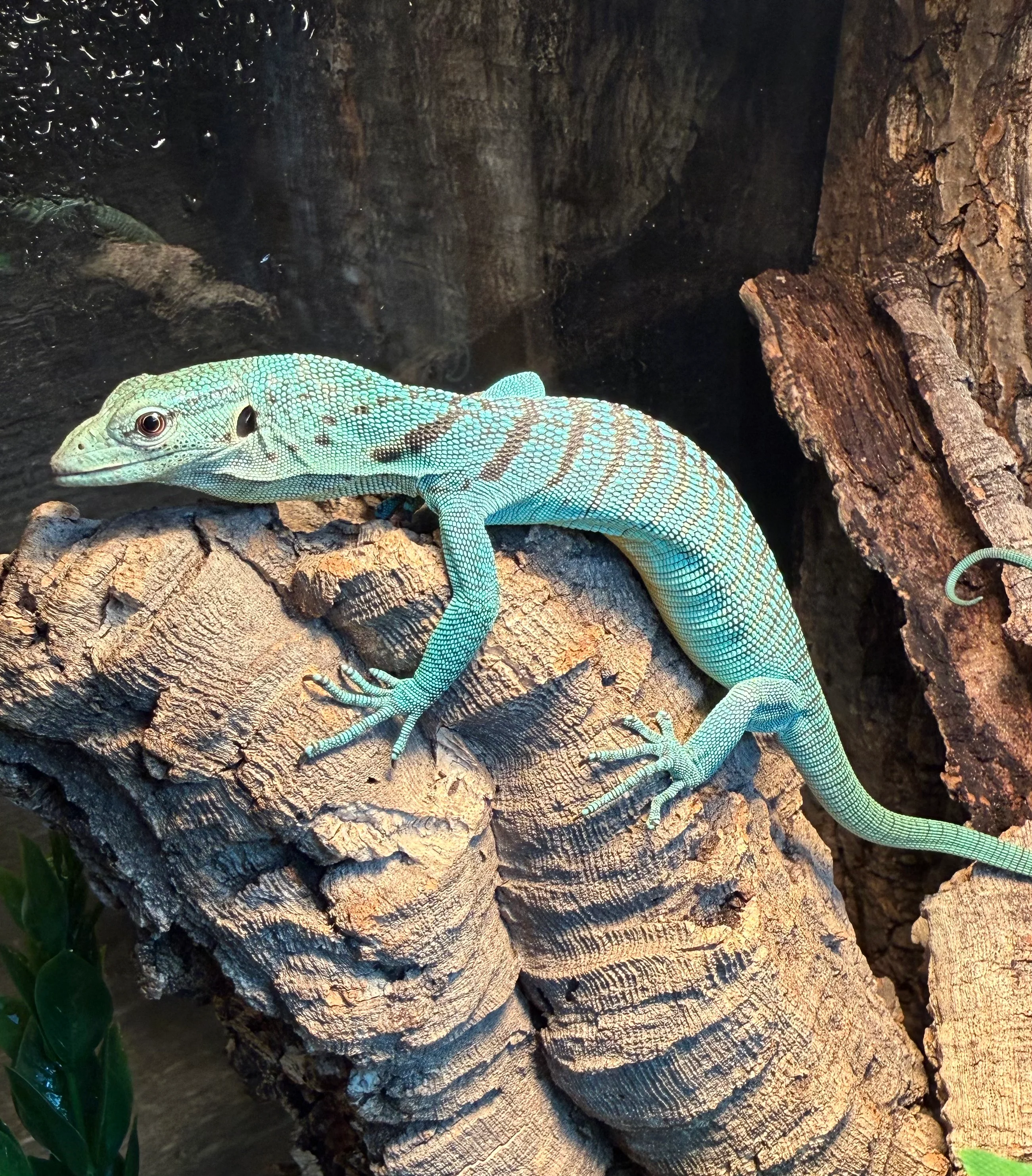 Varanus prasinus (Green Tree Monitor) - Image 2