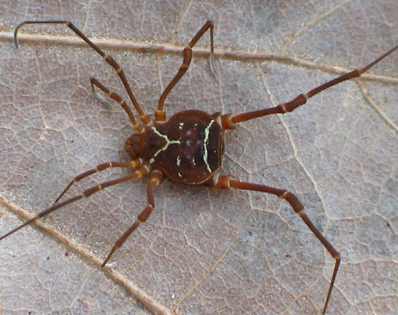 Vonones ornata (Ornate Harvestman) 0.5" - Image 2